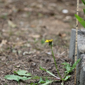 f:id:noraneko222:20101208141330j:image