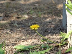 f:id:noraneko222:20101208141332j:image