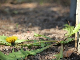 f:id:noraneko222:20101208141333j:image