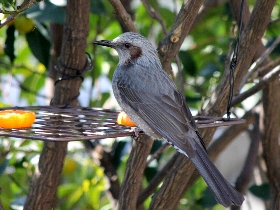 f:id:noraneko222:20101209134616j:image f:id:noraneko222:20101209134616j:image