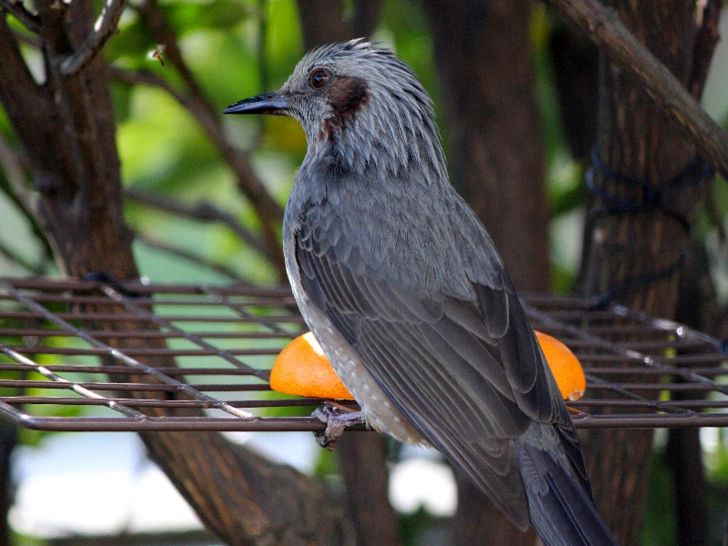 f:id:noraneko222:20101209134619j:image f:id:noraneko222:20101209134619j:image