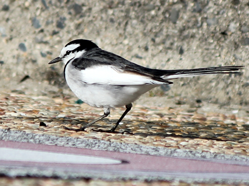 f:id:noraneko222:20101221172202j:image f:id:noraneko222:20101221172202j:image