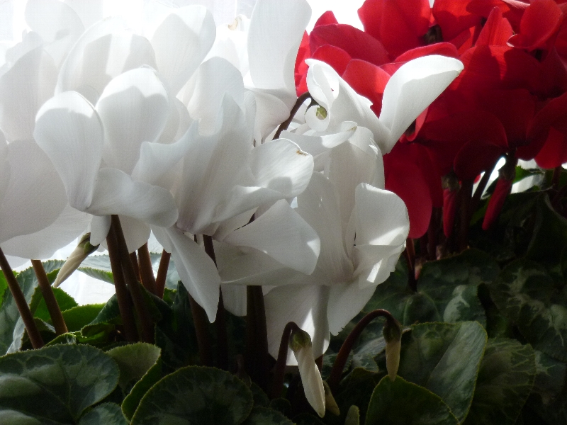 f:id:noraneko222:20101222190432j:image f:id:noraneko222:20101222190432j:image