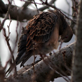 f:id:noraneko222:20101224092056j:image