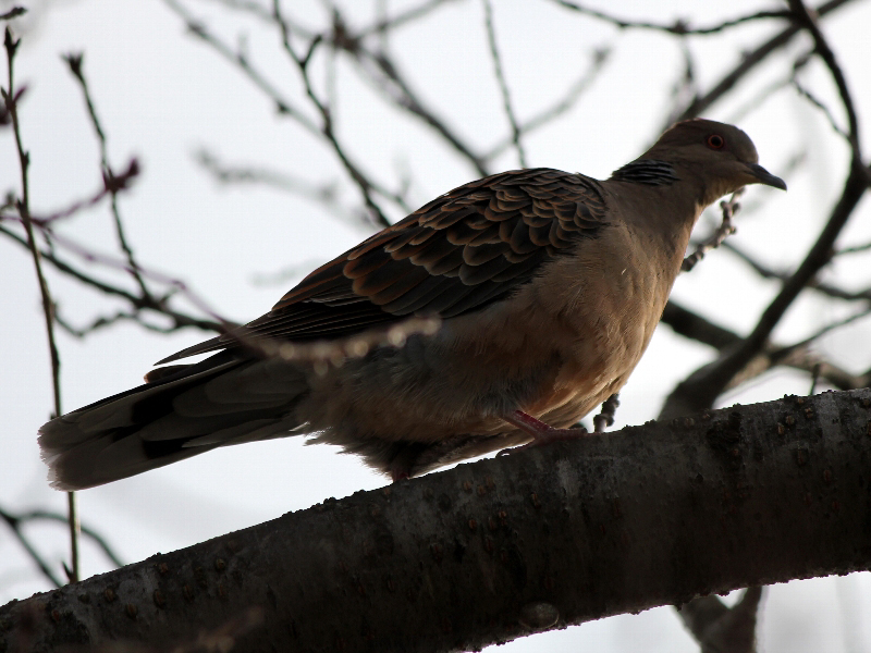 f:id:noraneko222:20101224092057j:image f:id:noraneko222:20101224092057j:image