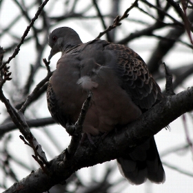 f:id:noraneko222:20101224092058j:image f:id:noraneko222:20101224092058j:image