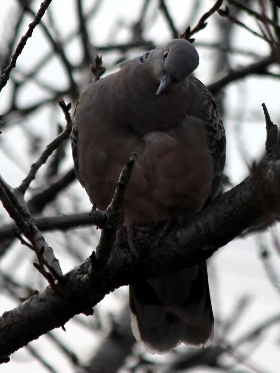 f:id:noraneko222:20101224092059j:image f:id:noraneko222:20101224092059j:image