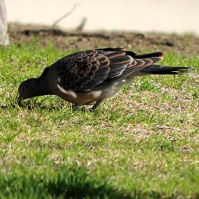 f:id:noraneko222:20101224092101j:image