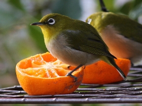 f:id:noraneko222:20101224140412j:image