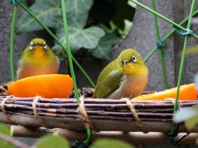 f:id:noraneko222:20101224140416j:image
