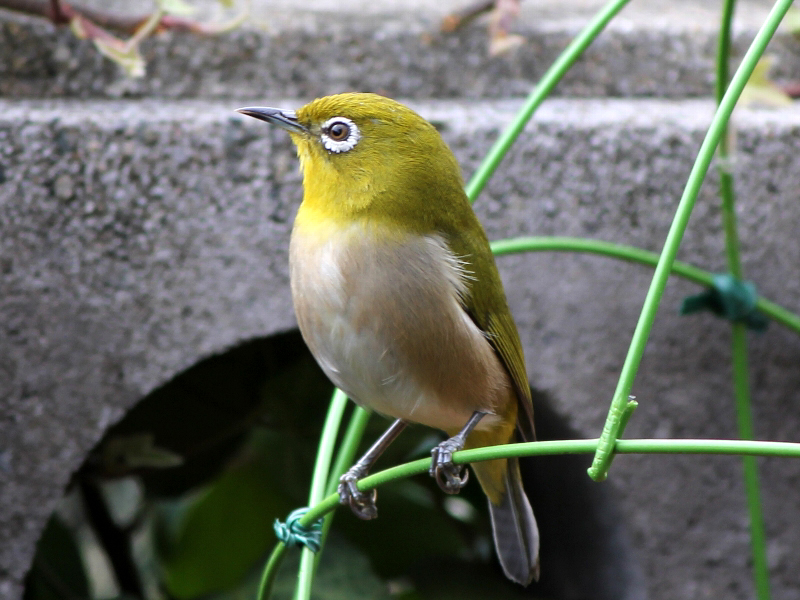 メジロ5連 DECO BIRD（メジロ・Silvereye） | Made with Love