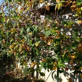 f:id:noraneko222:20101227161642j:image
