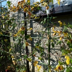 f:id:noraneko222:20101227161643j:image