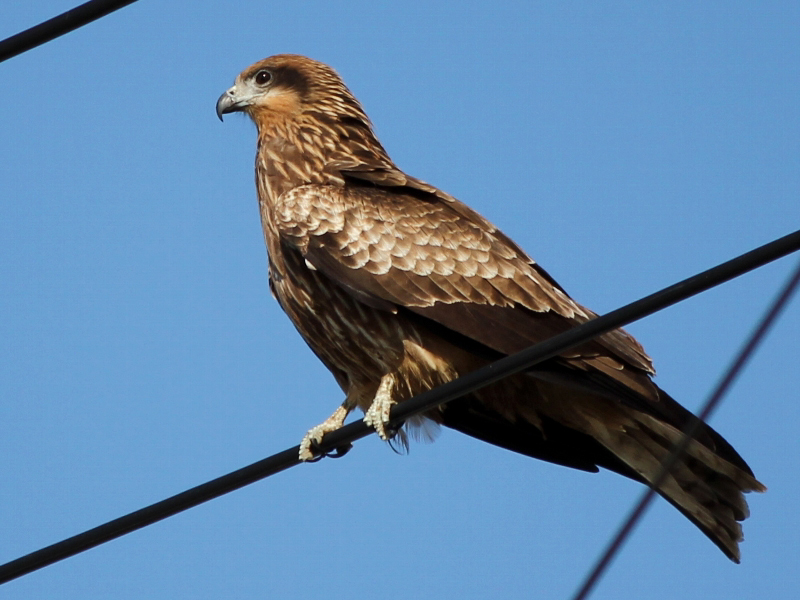 個別「[トビ]」の写真、画像 番外 noraneko222's fotolife