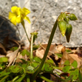 f:id:noraneko222:20110217161237j:image