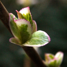f:id:noraneko222:20110302190318j:image