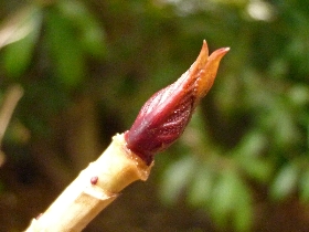 アジサイの新芽 新 ぼちぼち植物などを