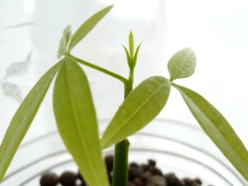 f:id:noraneko222:20110312140150j:image