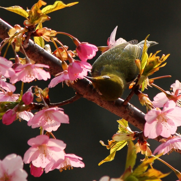 f:id:noraneko222:20110315190824j:image f:id:noraneko222:20110315190824j:image