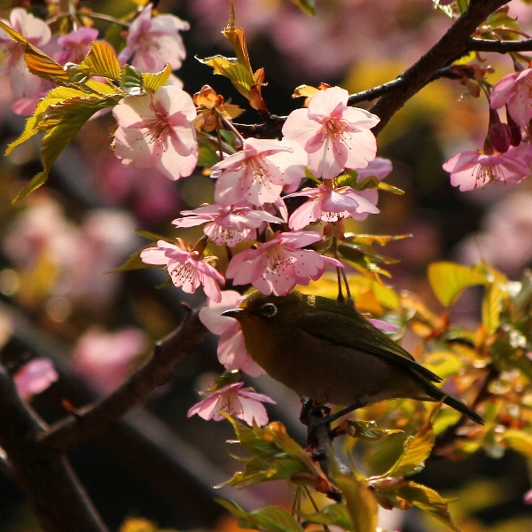 f:id:noraneko222:20110315190826j:image f:id:noraneko222:20110315190826j:image