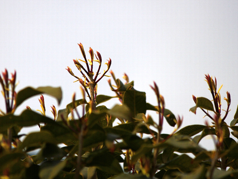 f:id:noraneko222:20110320192446j:image