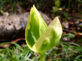 f:id:noraneko222:20110321192024j:image