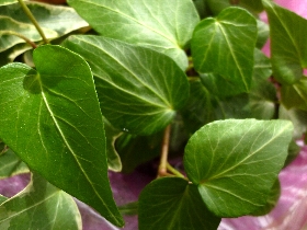 f:id:noraneko222:20110326105121j:image