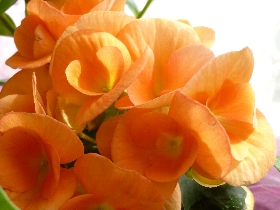 f:id:noraneko222:20110326105122j:image