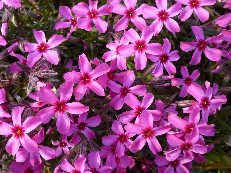 f:id:noraneko222:20110329164933j:image