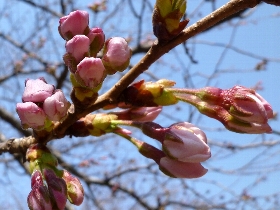 f:id:noraneko222:20110329165213j:image:left