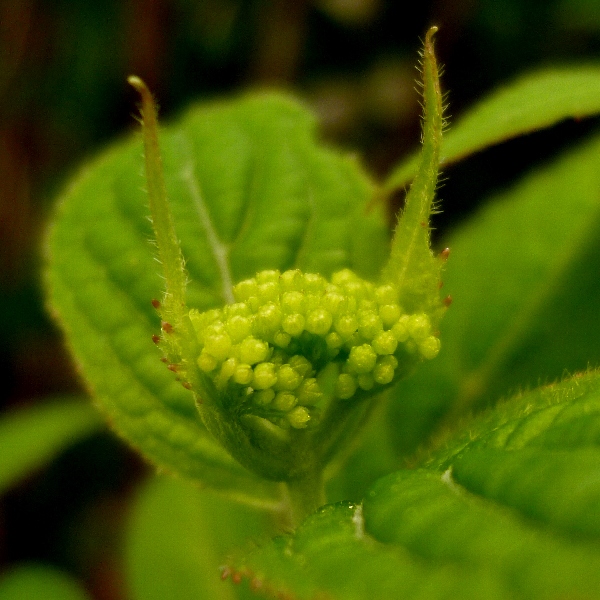 アジサイの蕾 新 ぼちぼち植物などを