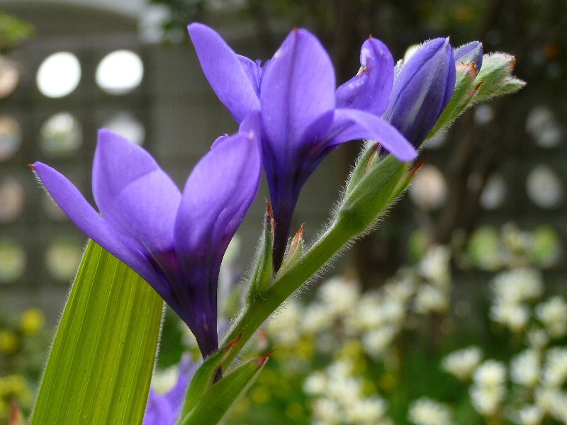 f:id:noraneko222:20110501200305j:image