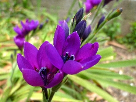 f:id:noraneko222:20110501200307j:image
