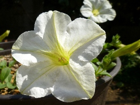 f:id:noraneko222:20110501200810j:image:left