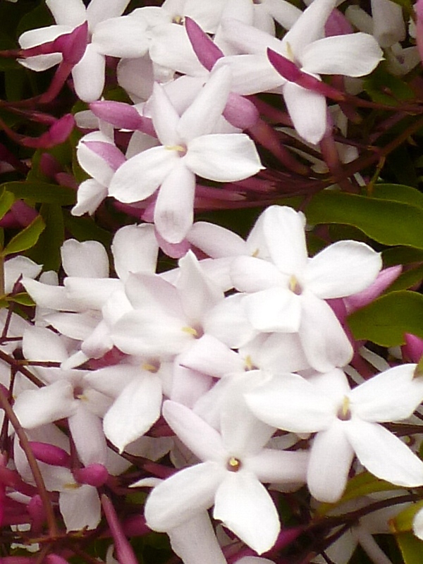 f:id:noraneko222:20110507203214j:image