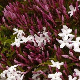 f:id:noraneko222:20110507203216j:image