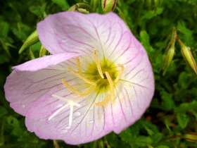 f:id:noraneko222:20110512210325j:image:left