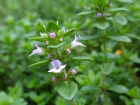 f:id:noraneko222:20110514222903j:image:left