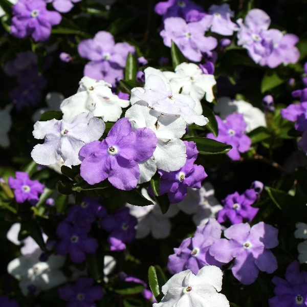 f:id:noraneko222:20110516200211j:image