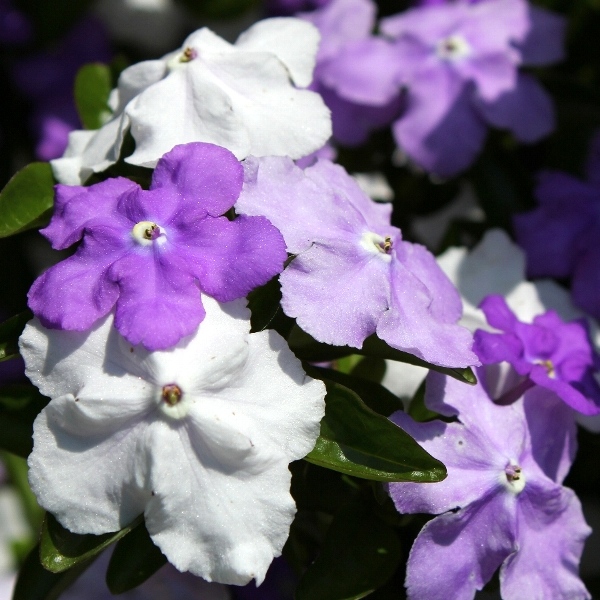 f:id:noraneko222:20110516200212j:image