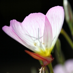 f:id:noraneko222:20110517201104j:image