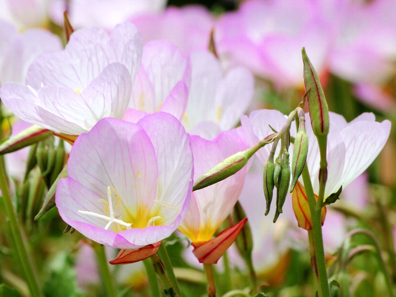 f:id:noraneko222:20110517201105j:image f:id:noraneko222:20110517201105j:image