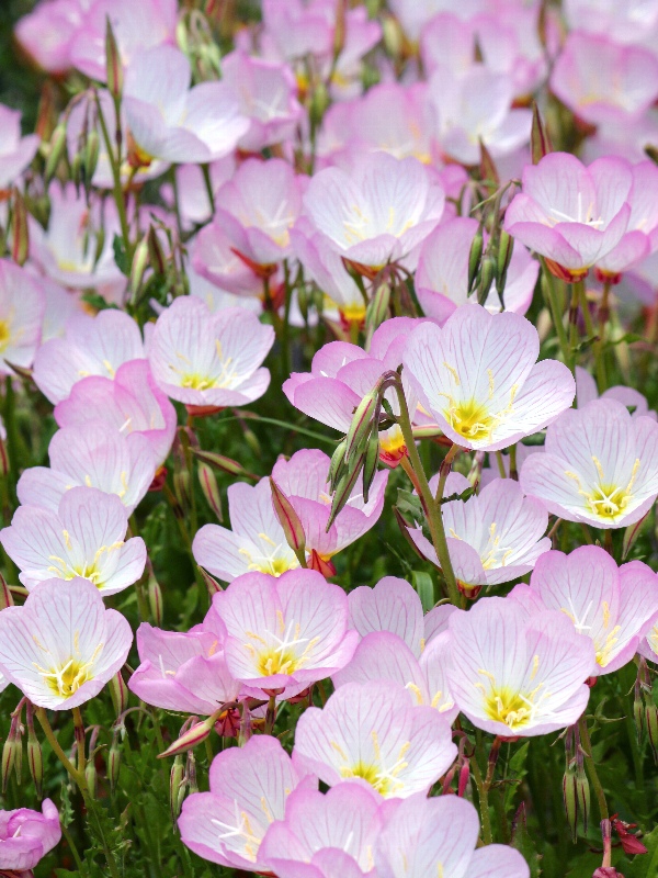 f:id:noraneko222:20110517201106j:image f:id:noraneko222:20110517201106j:image