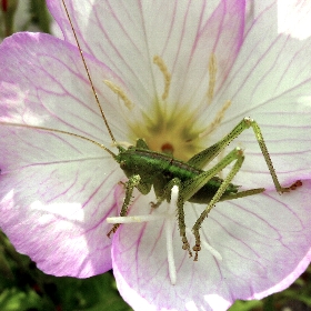 f:id:noraneko222:20110517201107j:image f:id:noraneko222:20110517201107j:image