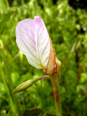 f:id:noraneko222:20110517201108j:image f:id:noraneko222:20110517201108j:image