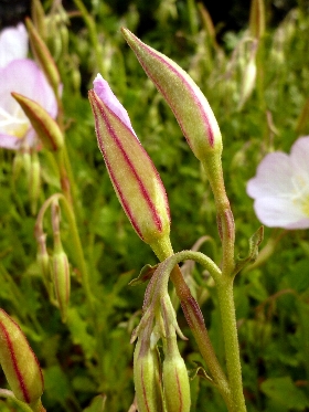 f:id:noraneko222:20110517201109j:image