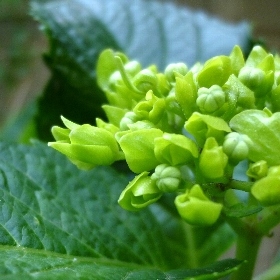 f:id:noraneko222:20110518163529j:image f:id:noraneko222:20110518163529j:image