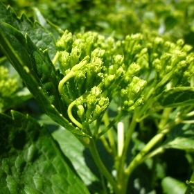 f:id:noraneko222:20110518163530j:image