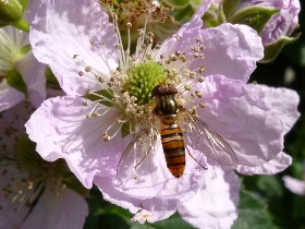 f:id:noraneko222:20110521170716j:image