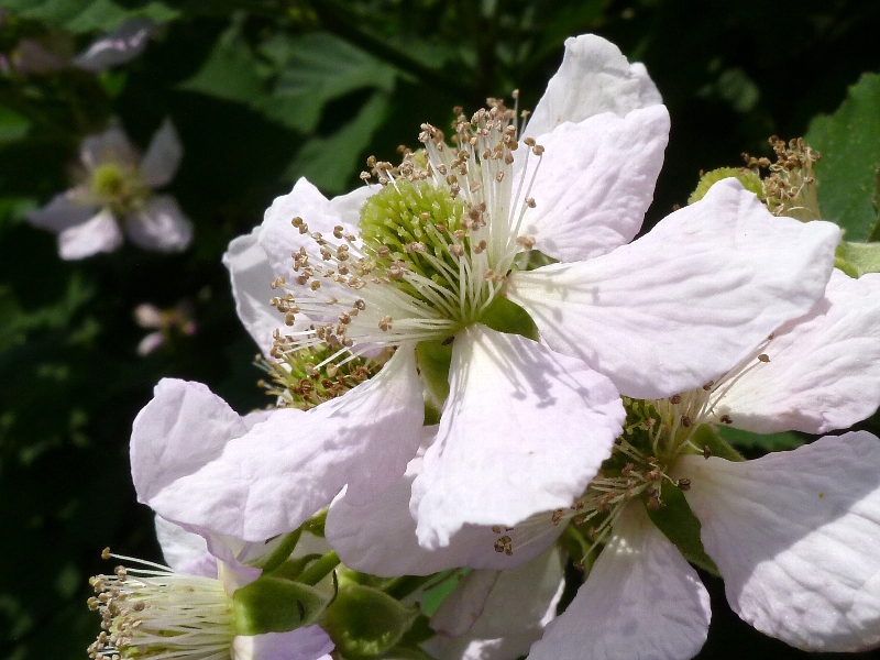 f:id:noraneko222:20110521170718j:image f:id:noraneko222:20110521170718j:image